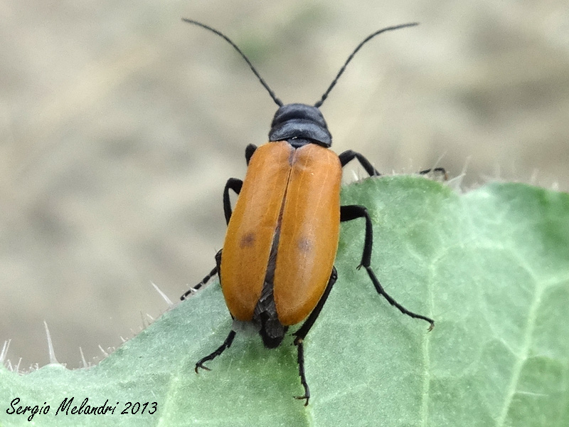 Meloidae da id.: Euzonitis quadrimaculata